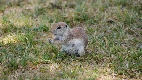 Round-tailed Ground Squirrel