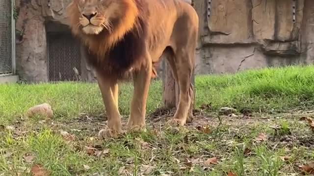Animal world # Lion King