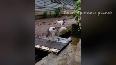 Funny Dogs And Cats Videos 2023 😅 - Best Funniest Animal Videos Of The Month 🥰👌 #1