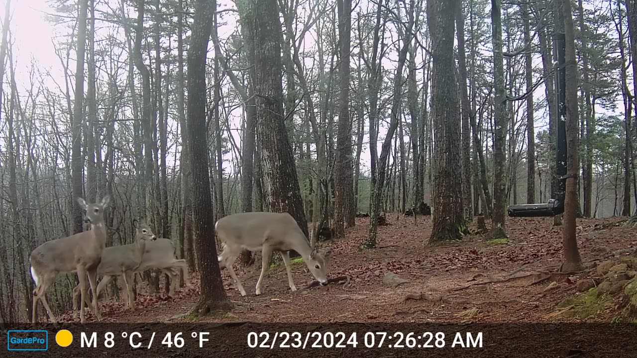 The Woods – 02/23/2024