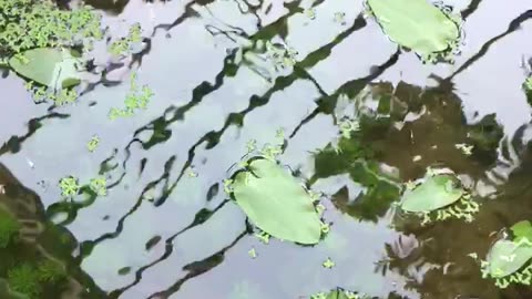 aquarium