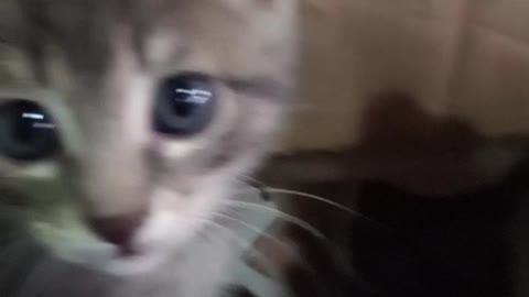 Cat cat 🐱🐱1