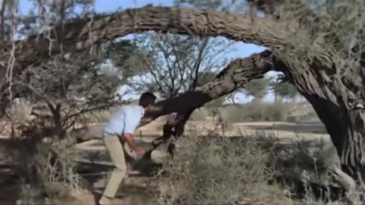 The Angry Honey Badger