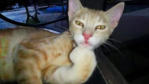 Funny cats and dogs videos funniest animal video #FunnyClips0408 #cutecat #funnyclips