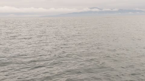 Killer Whales Orcas