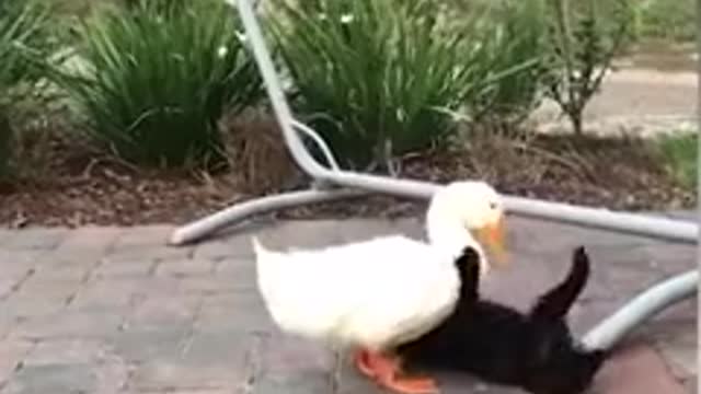 Cat and duck start their lifelong friendship by cuddling each other