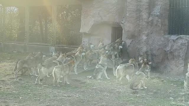 The Wolf