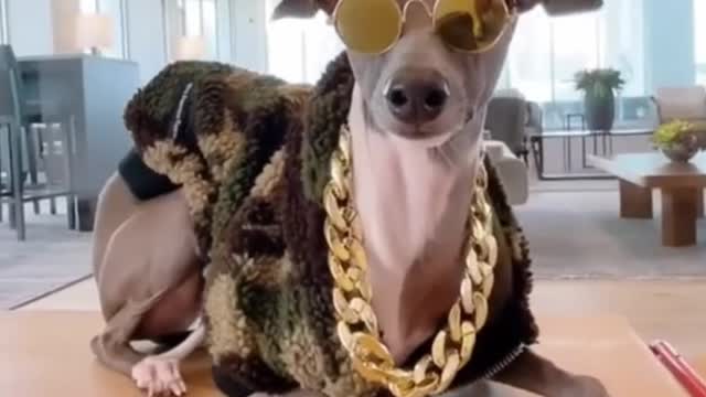 Dogs are so cute when they wear beautiful clothes