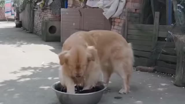 Dog activities