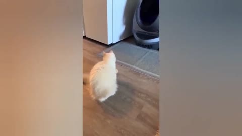 HOUR FUNNY CATS COMPILATION 2022😂_ Funny and Cute Cat Videos😸 ! - 108