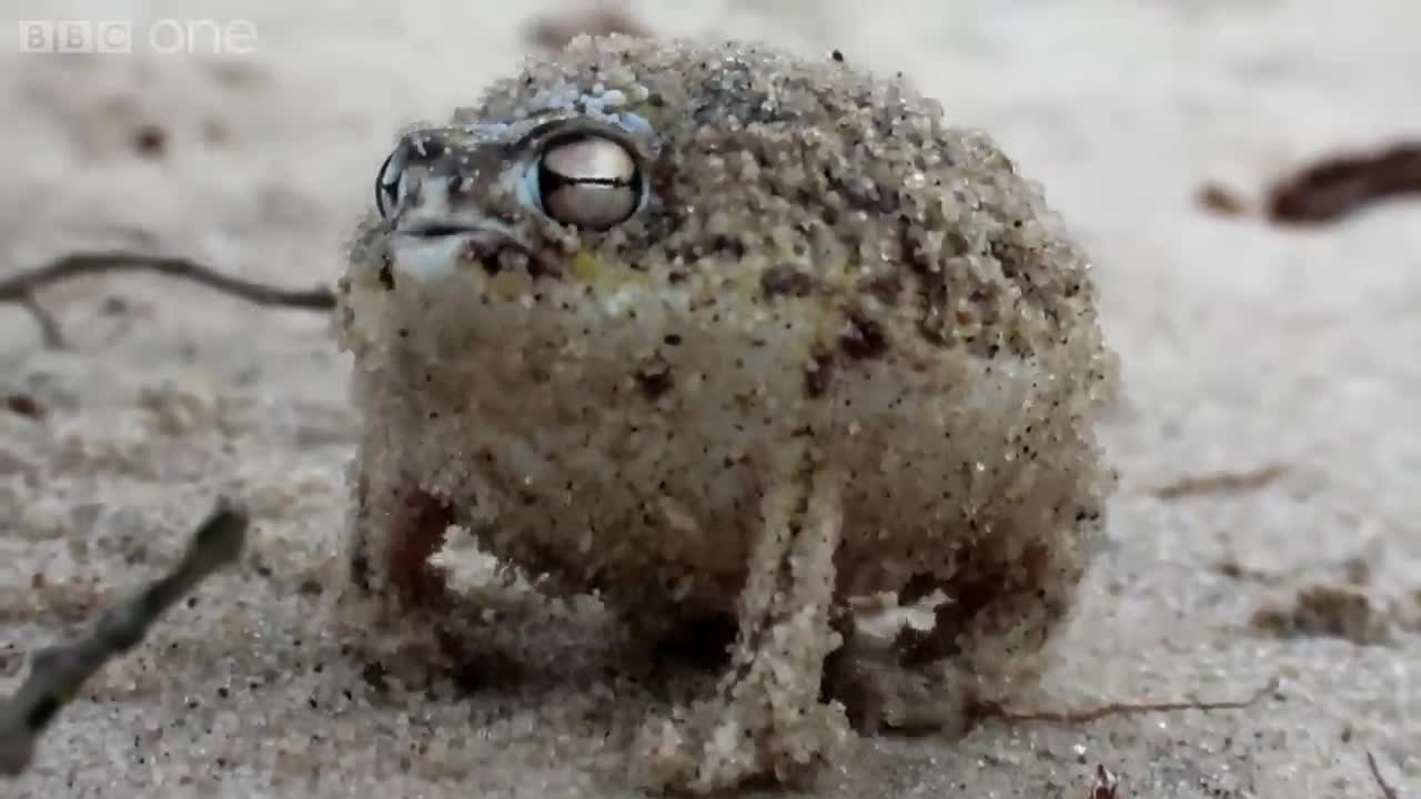 A tiny angry squeaking Frog 🐸 Super Cute Animals - BBC