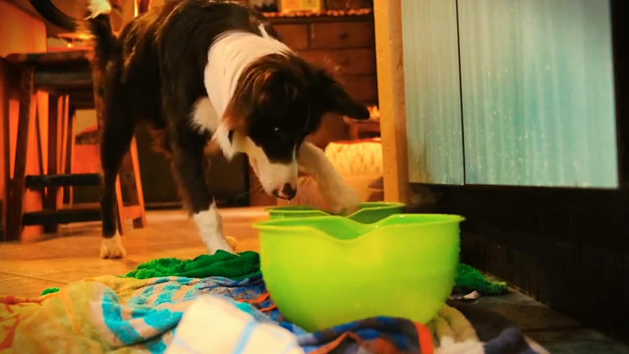 Border Collie playing with ball