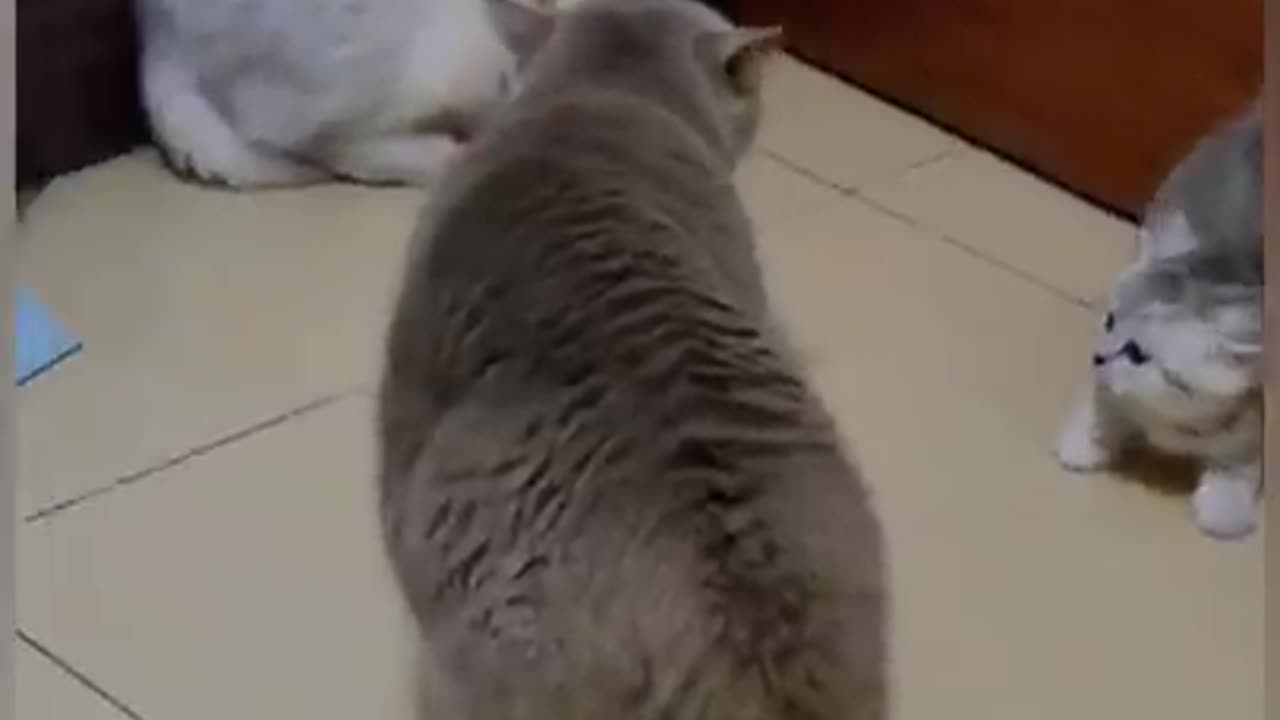 funny cats