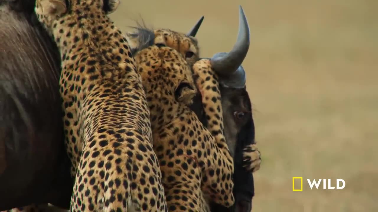 Cheetahs Takedown a Wildebeest | The Way of the Cheetah