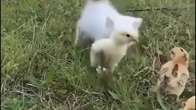 Funny cats lovers - cute cats #viral