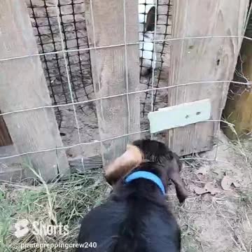 Dog wants to play with the rabbits