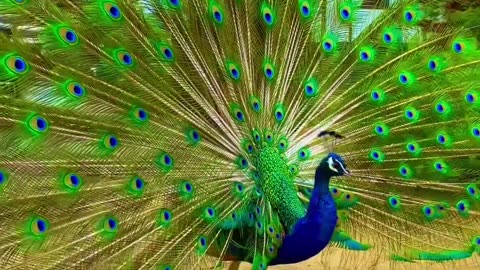 A beautiful peacock opening his wings lovely 😍