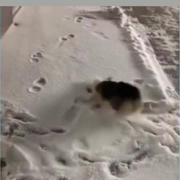 dog playing with snow