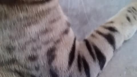 THE MARINE CAT PART 3