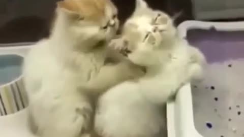 funnyanimals video Morning massage from a cat 😻😊 📲Subscribe ✍Comment ❤️ (put rumbles)