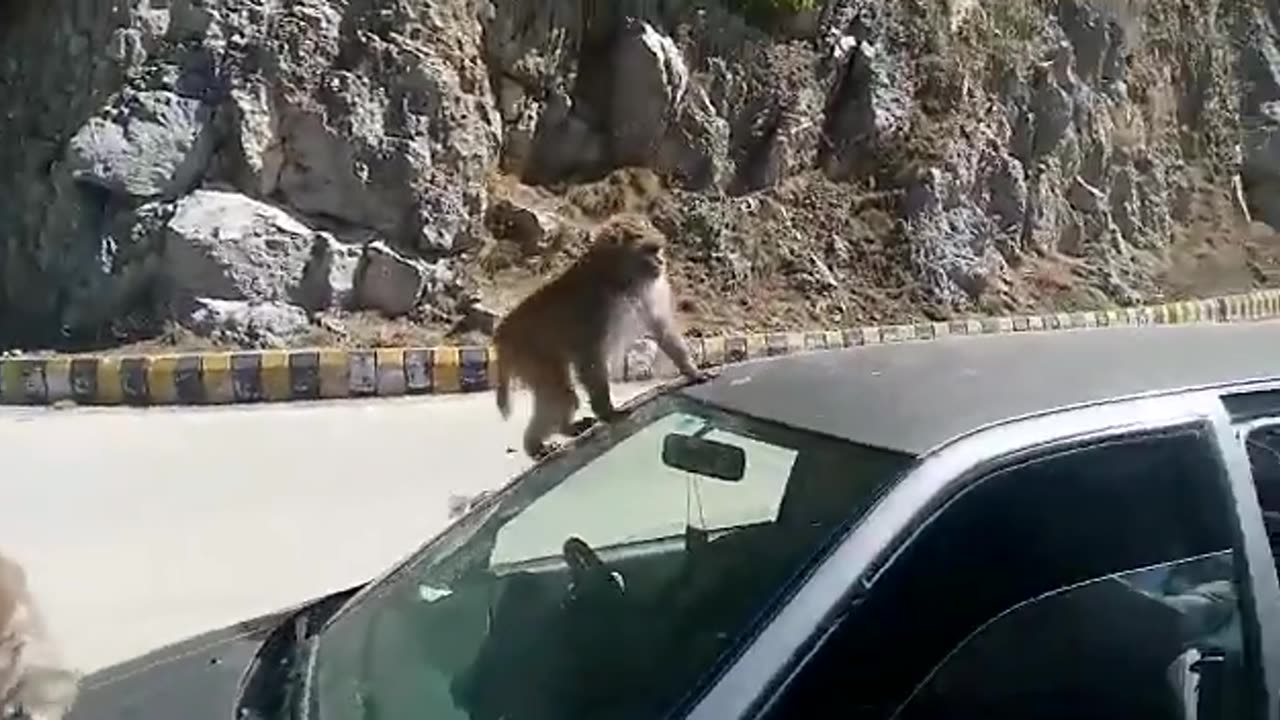 Monkey friendship||funny monkey