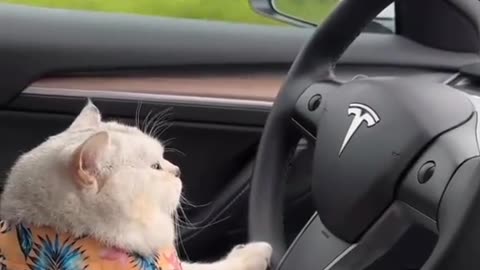 car driving 🙀