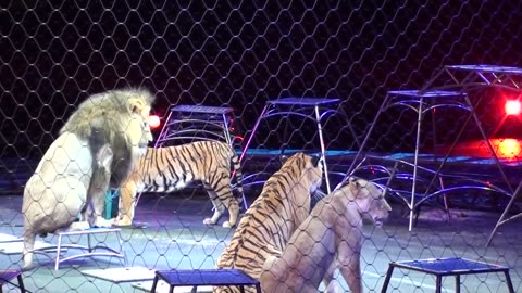 Ringling Brother's Big Cats (Tigers and Lions) show