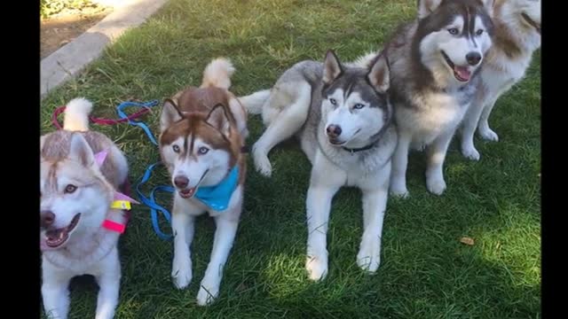 Cute Cat who grew up with the husky.