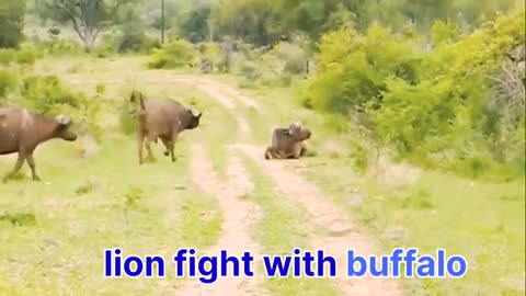 lion fight with buffalo