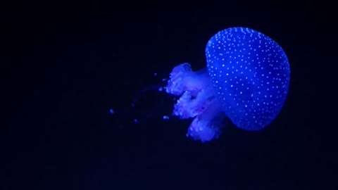 MARINE LIFE 4K ULTRA HD The Most Beautiful Undersea Creature on Earth