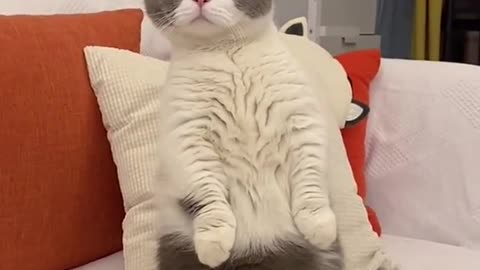 Aww! funny cute cat videos compilation 🐱💘 Kitten & Cash (china tiktok videos].Cat Meow