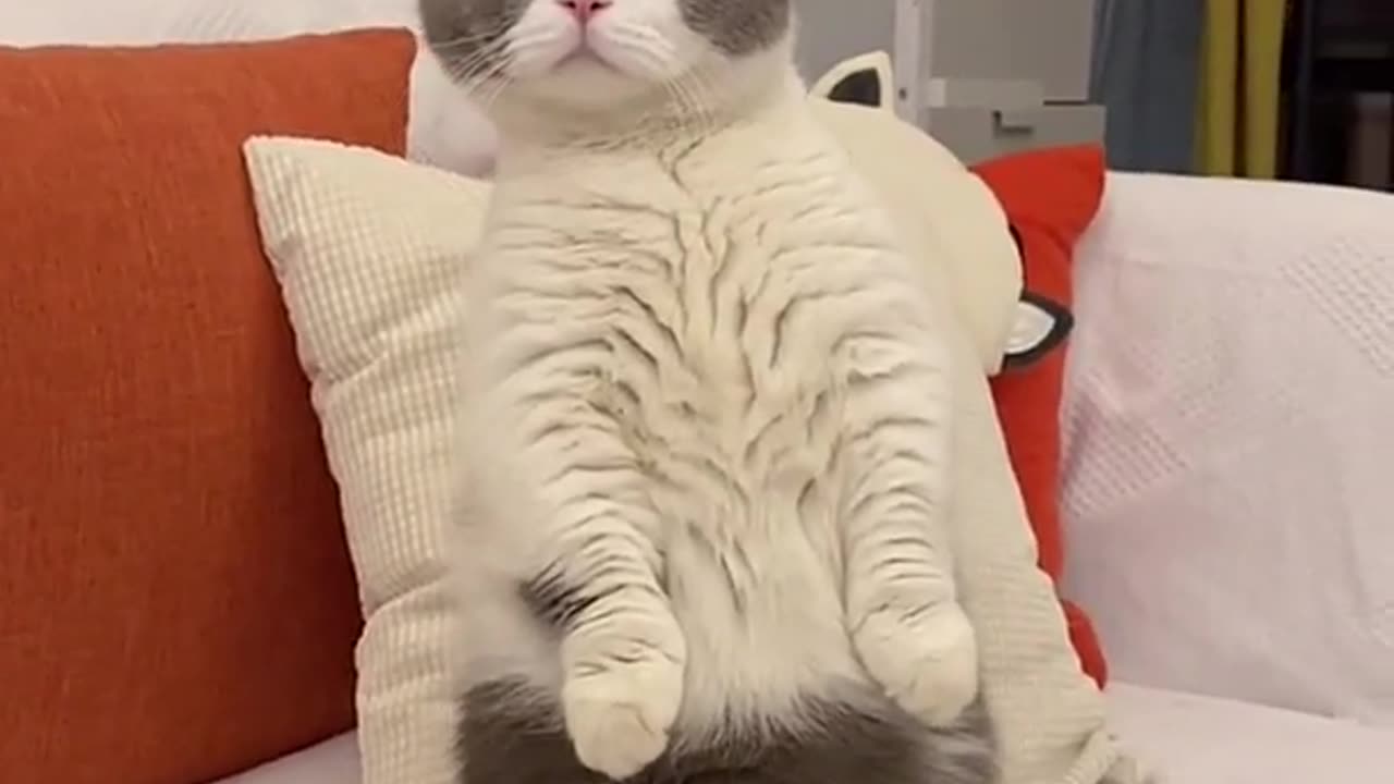 Aww! funny cute cat videos compilation 🐱💘 Kitten & Cash (china tiktok videos].Cat Meow