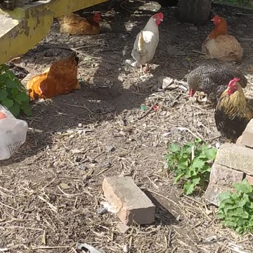 Funny chicken 🐔🌼🤍