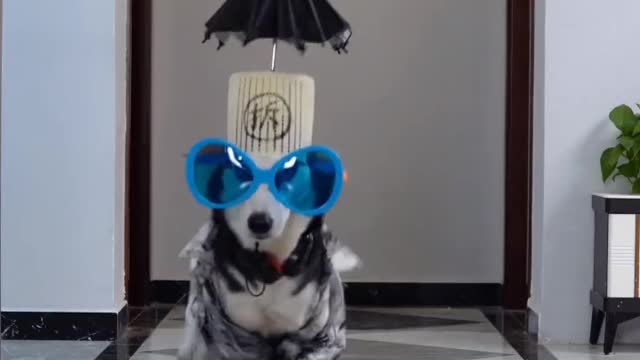 Paris fashion show for dogs, leading the new trend in the dog industry!