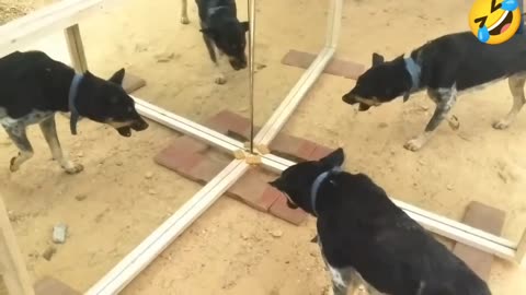 Dog Reaction on his Own Mirror🪞😂🤣