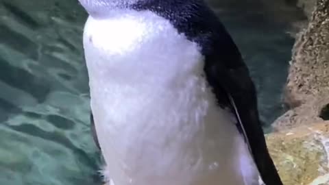 How cute is that penguin!