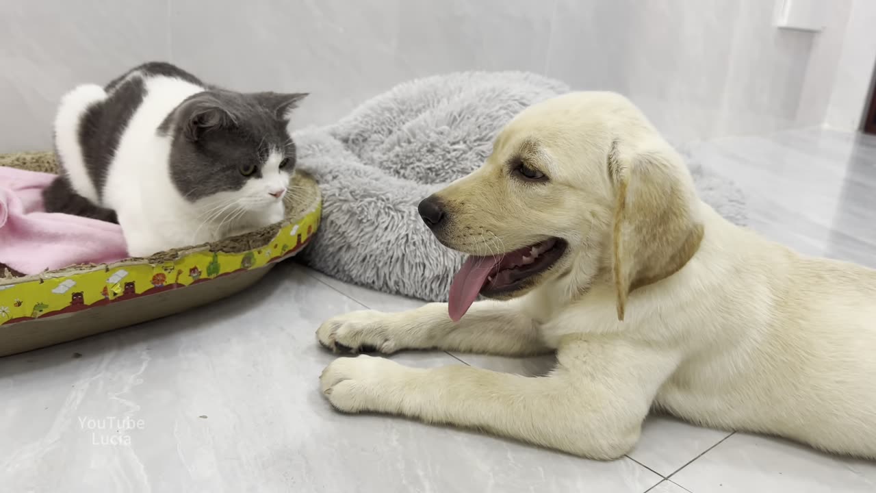 Friendly Labrador puppy fun with cat.