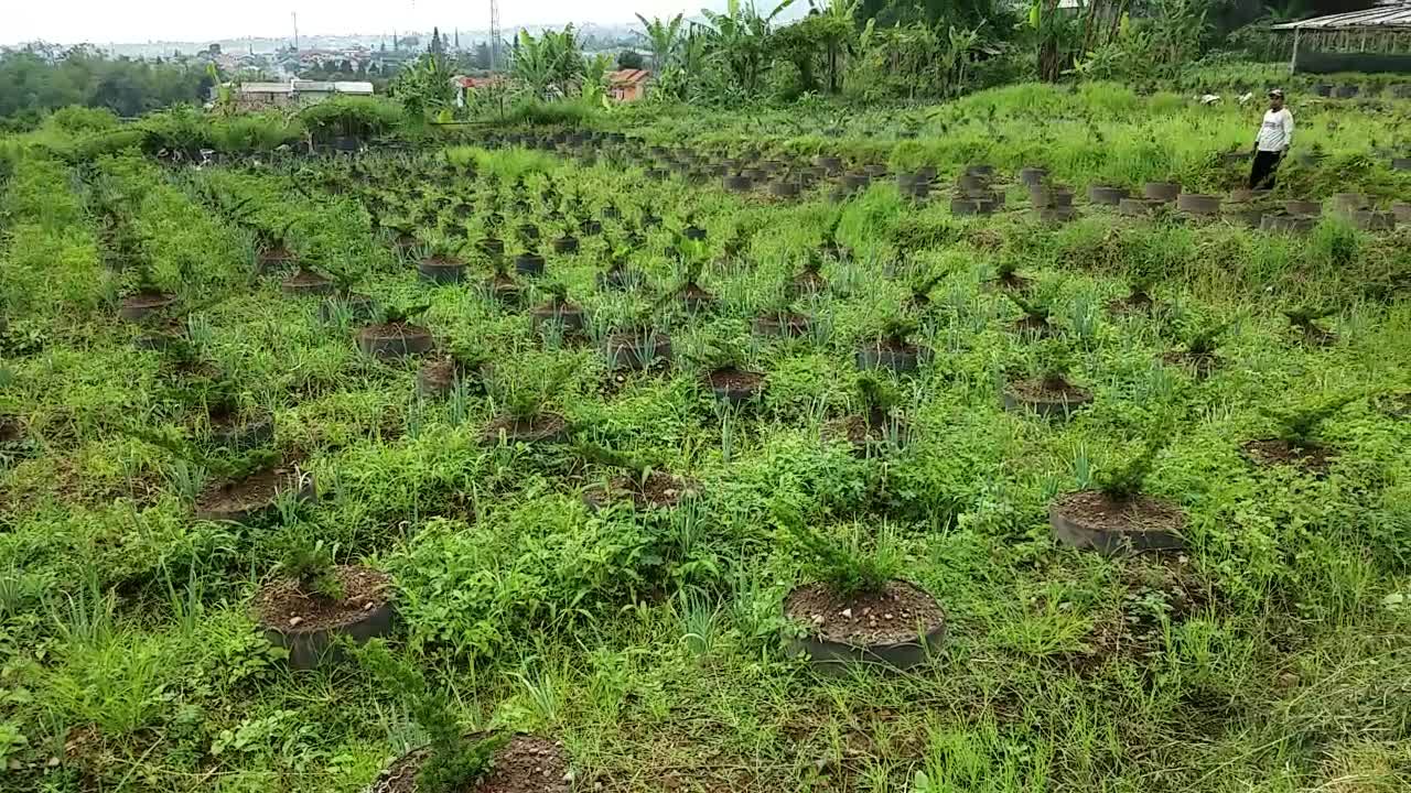 Gardening Bonsai is Fun | Bonsai Tree Nursery