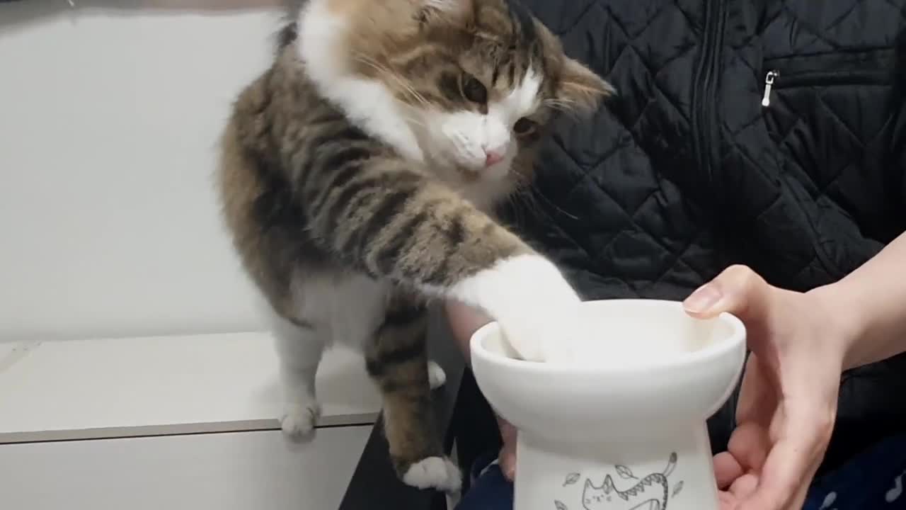 Give me back my bowl