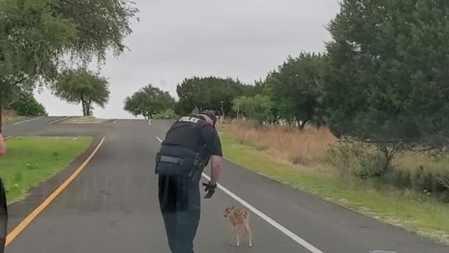 Deer on the streets