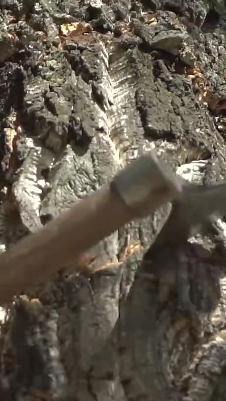 How Wine Corks are Made! #howto #howtomake #skillsshowcase