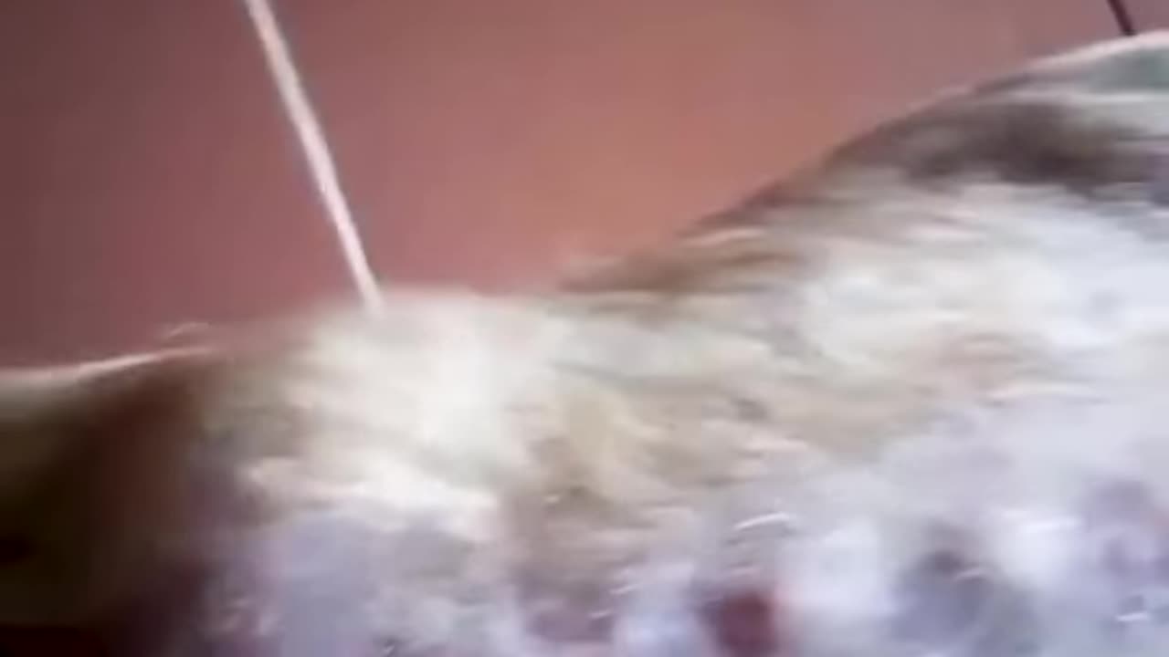 Treatment of a Street Dog