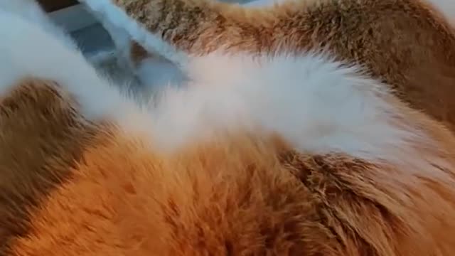 Drama at the kitty sill
