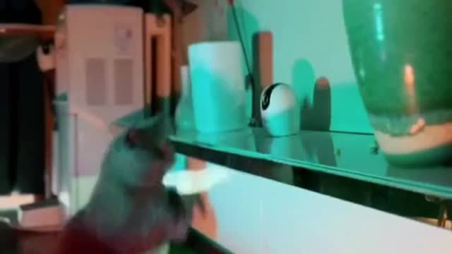 See what your cat does at midnight?