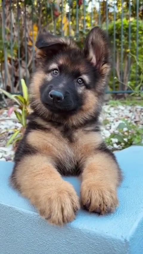 Handsome pup 😊😊😍😍