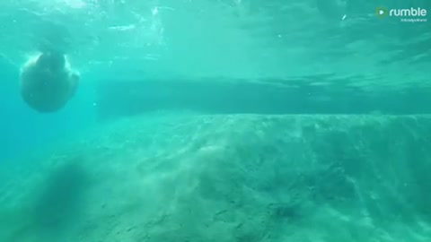 Playful polar bear has a refreshing swim during a heat wave