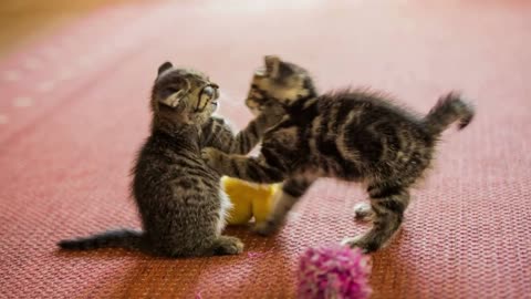 Cute baby cats fight over a toy
