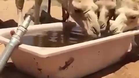 Camel 🐫 water drinking