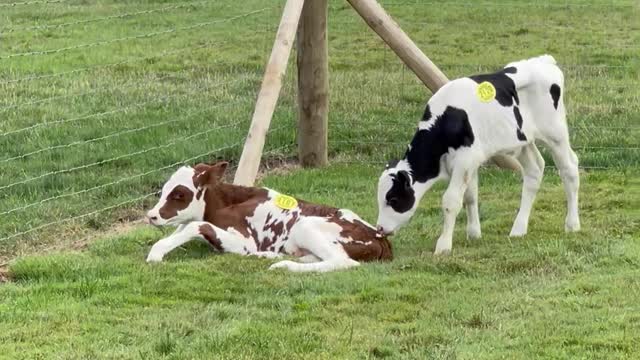 Cow's Escape Foiled by Fence