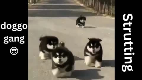 Cute Dogs Gang